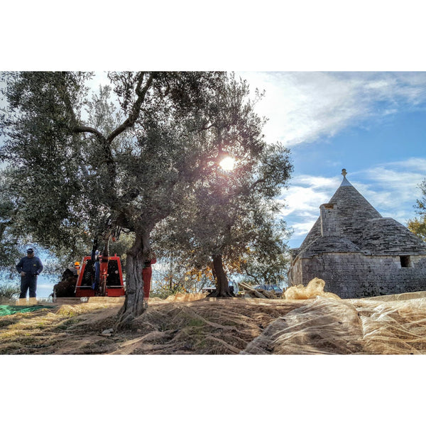 Italienisches natives Olivenöl extra, 1l – Made in Alberobello, Apulien